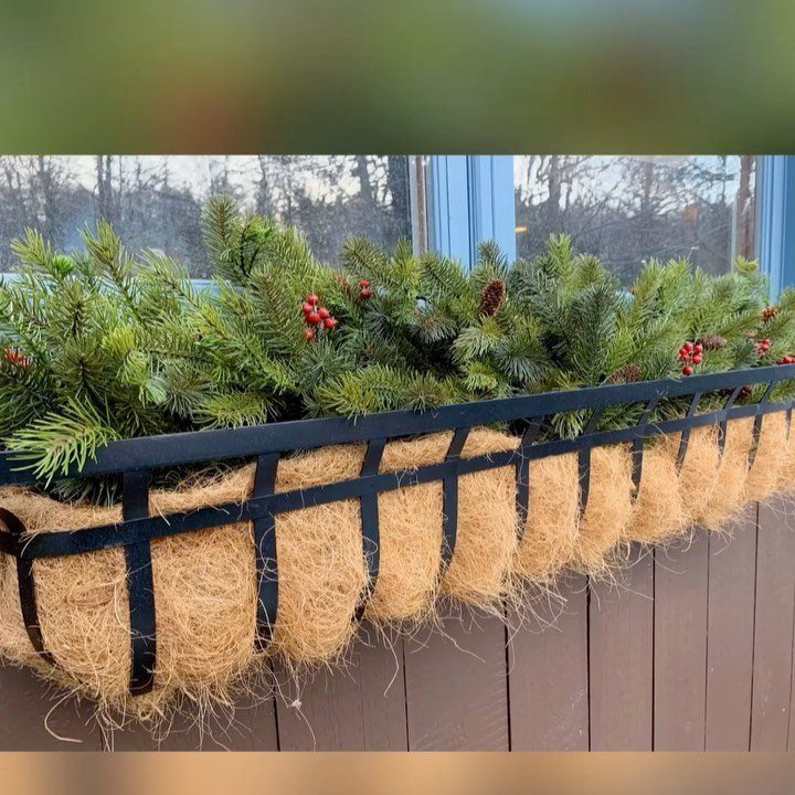 Evergreen branches with red berries in a black metal window box planter lined with coconut coir.