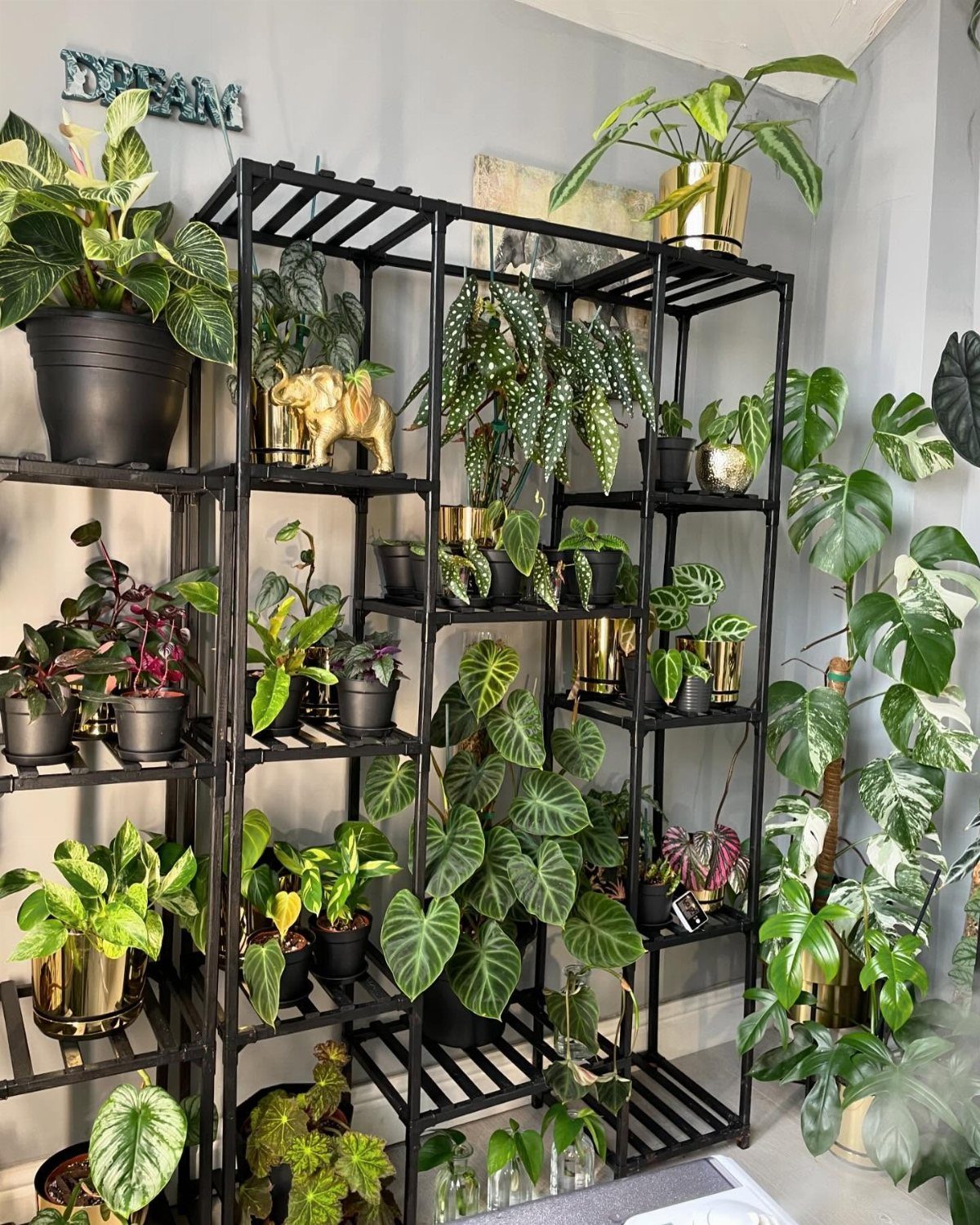 Black metal shelving unit filled with various green indoor plants in black and gold pots.