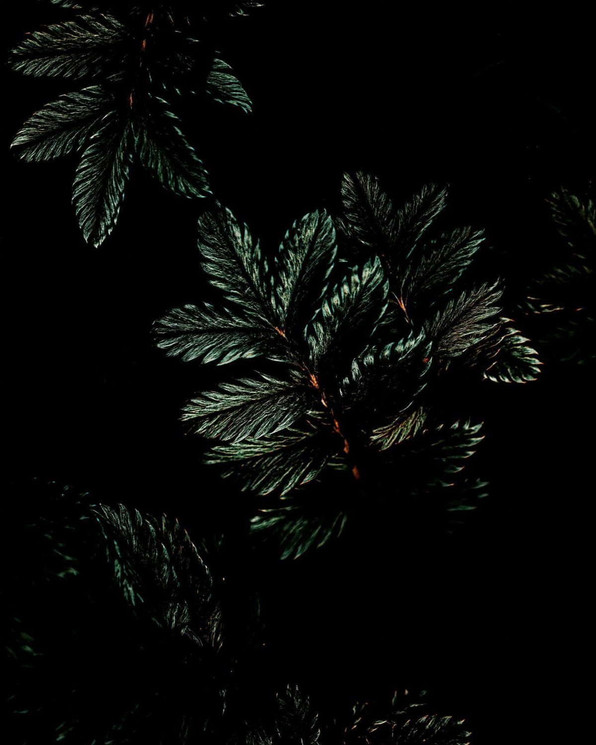 Dark green fern leaves with brown accents patterned against a solid black background.