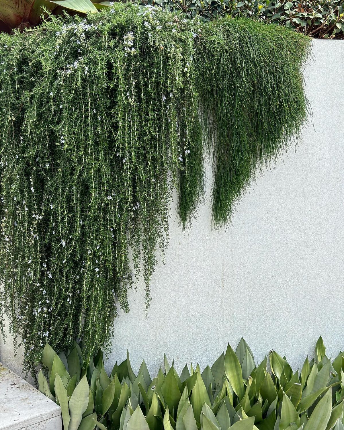 Green cascading plants hanging down a white textured wall above broad-leafed greenery.