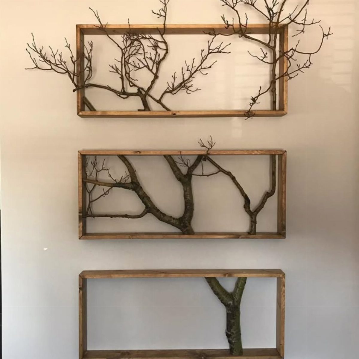 Three wooden shadow boxes containing natural tree branches mounted on a white wall.