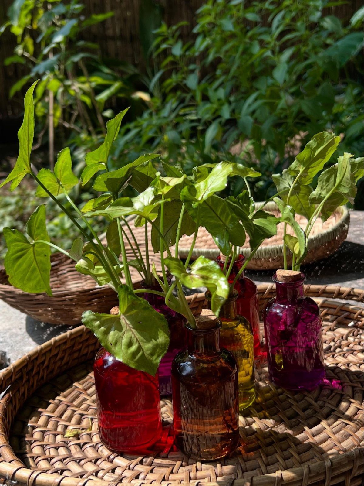 Green leafy plants in colorful glass bottles arranged on a woven wicker tray.