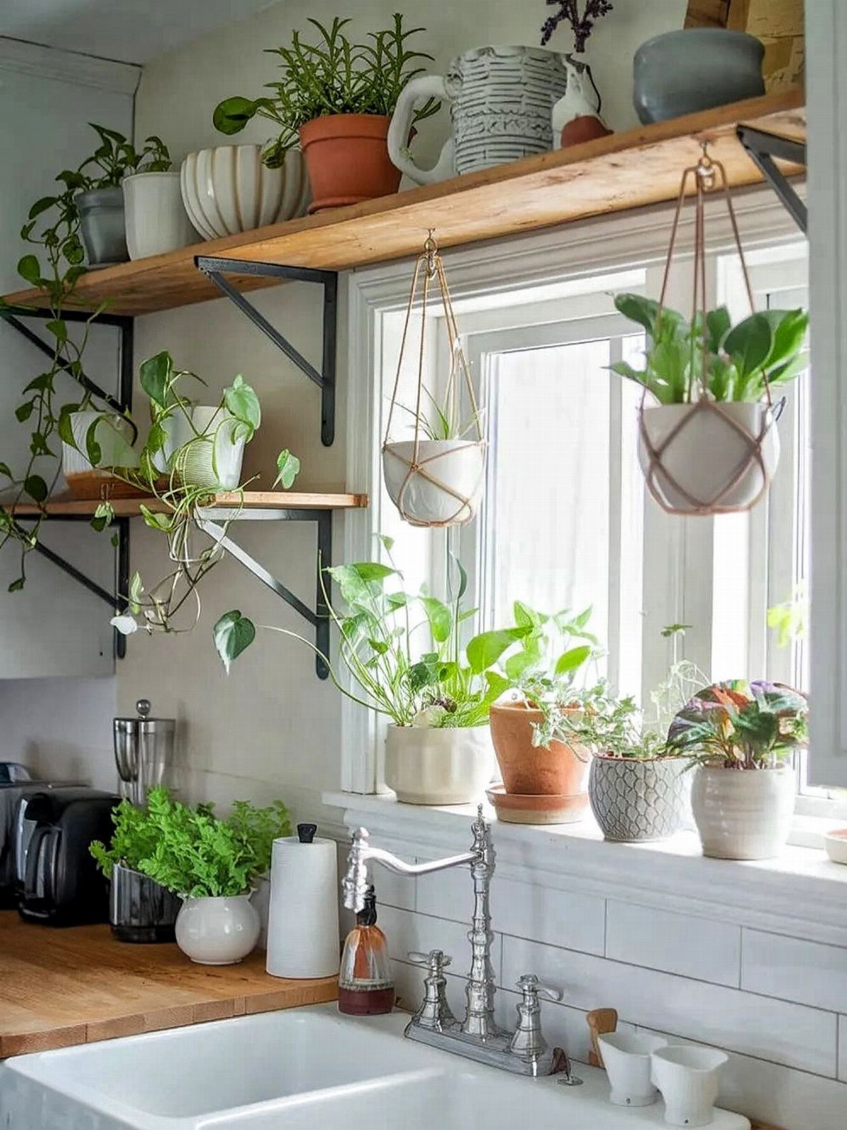Green indoor plants in various pots arranged on wooden shelves and a bright windowsill.