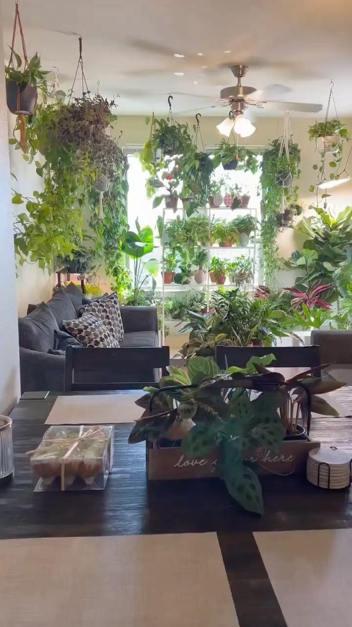 Numerous green indoor plants hanging from the ceiling and sitting on shelves throughout a room.