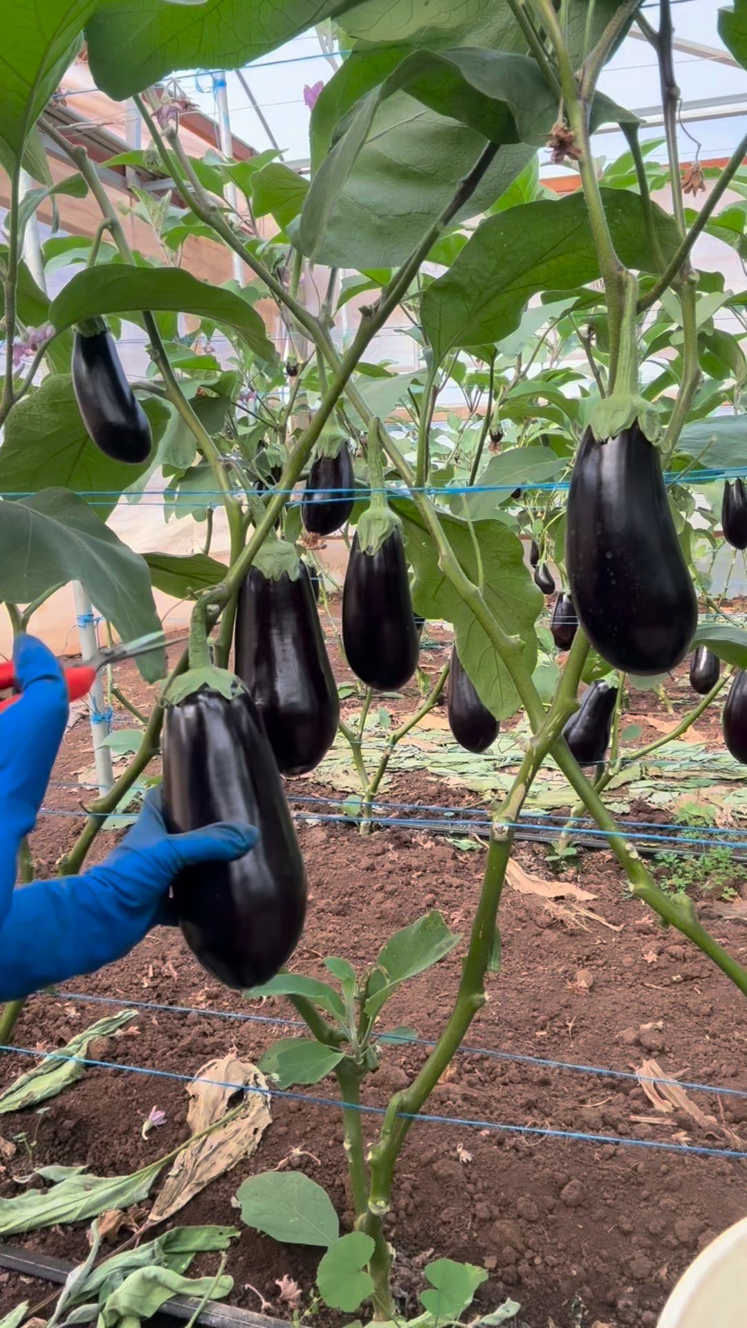 Dark purple eggplants growing on green plants in a greenhouse with a gloved hand.