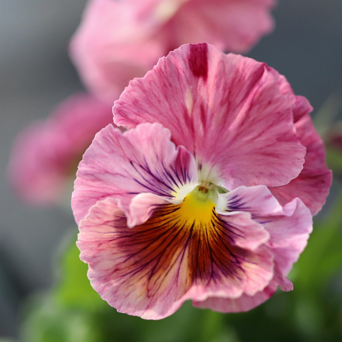Pink and purple pansy flower with yellow center and dark veins in close-up view.