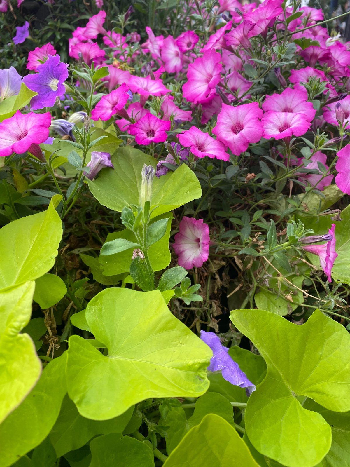 Lime green sweet potato vine leaves mixed with vibrant pink petunia flowers in a garden.