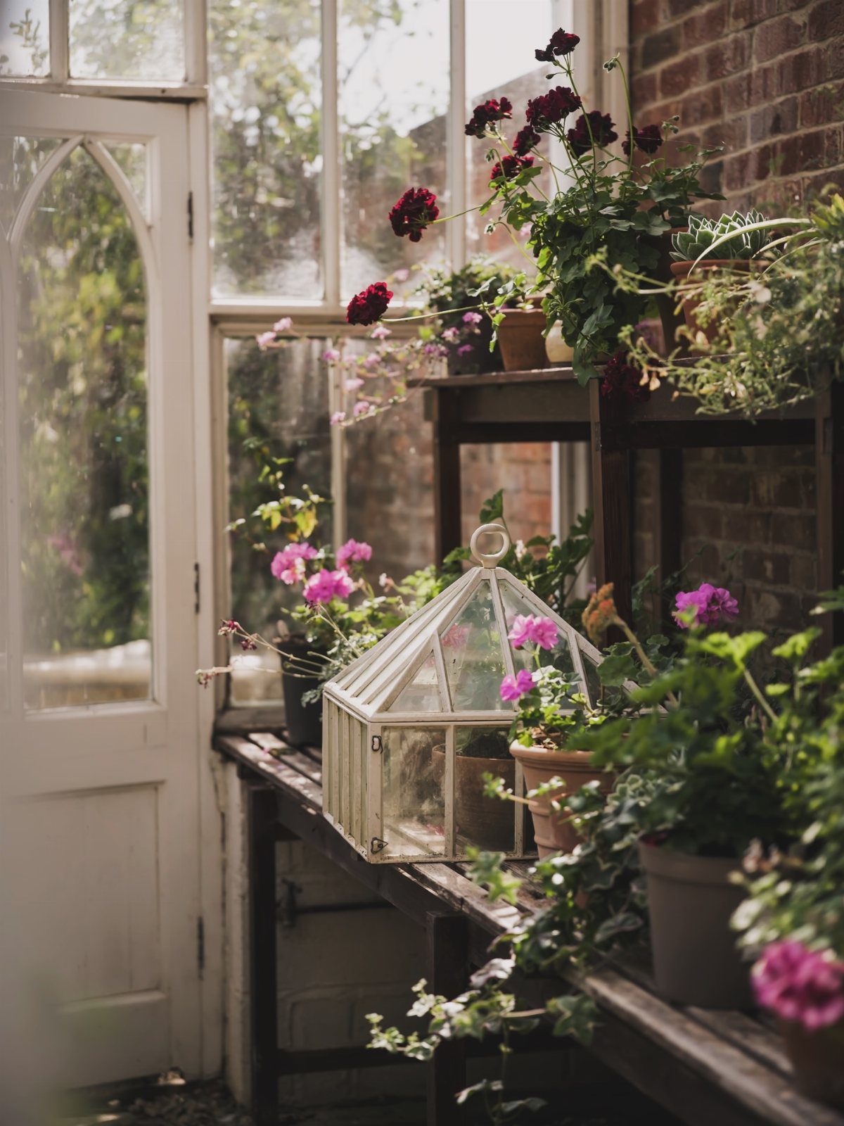 A glass terrarium cloche resting on a wooden shelf among flowering potted plants.