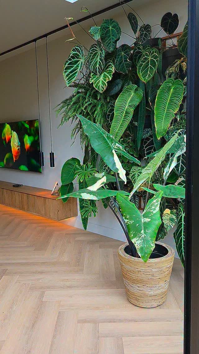 Lush green tropical plants growing on a vertical wall in a modern living room.