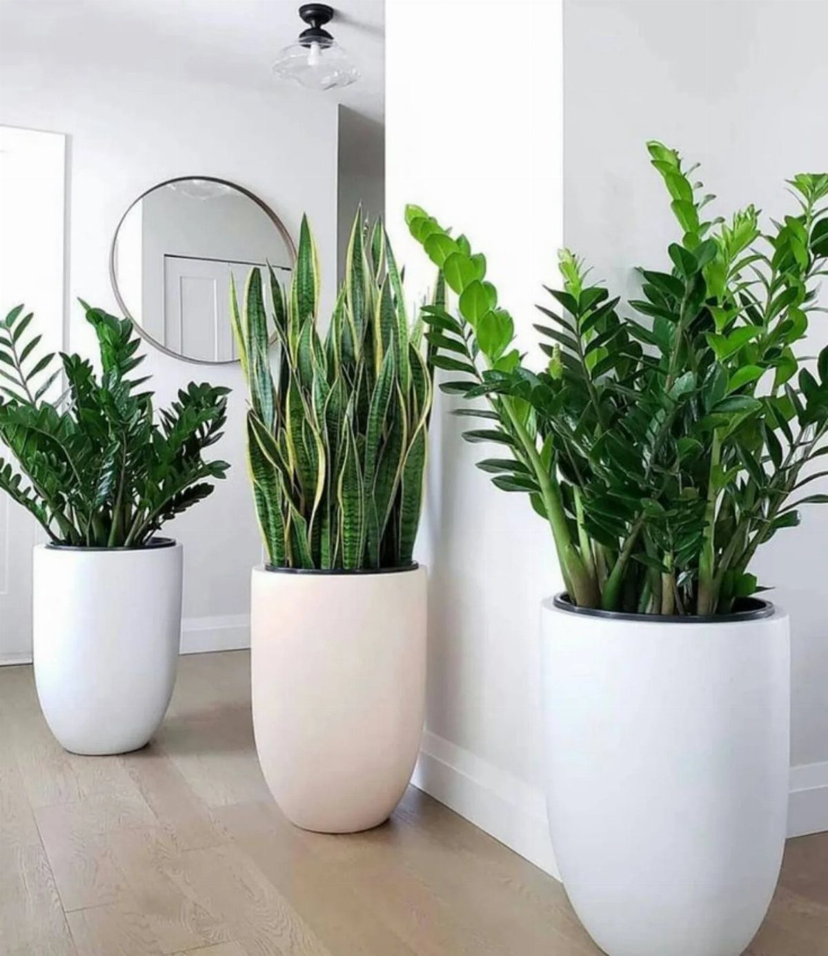 Three large green indoor plants in tall white and pink ceramic pots on a wooden floor.