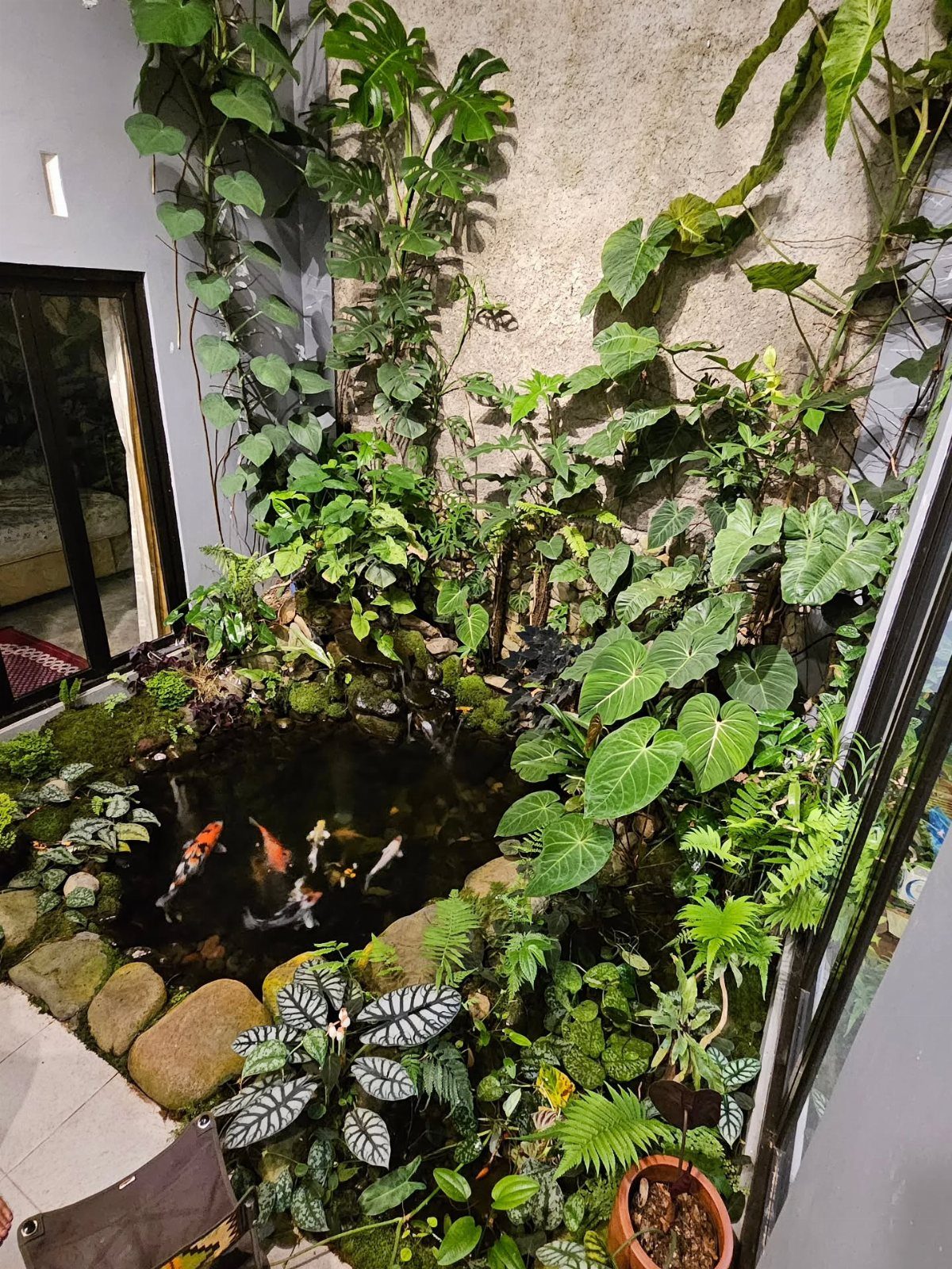 Koi fish swimming in a small indoor pond surrounded by lush green tropical plants.
