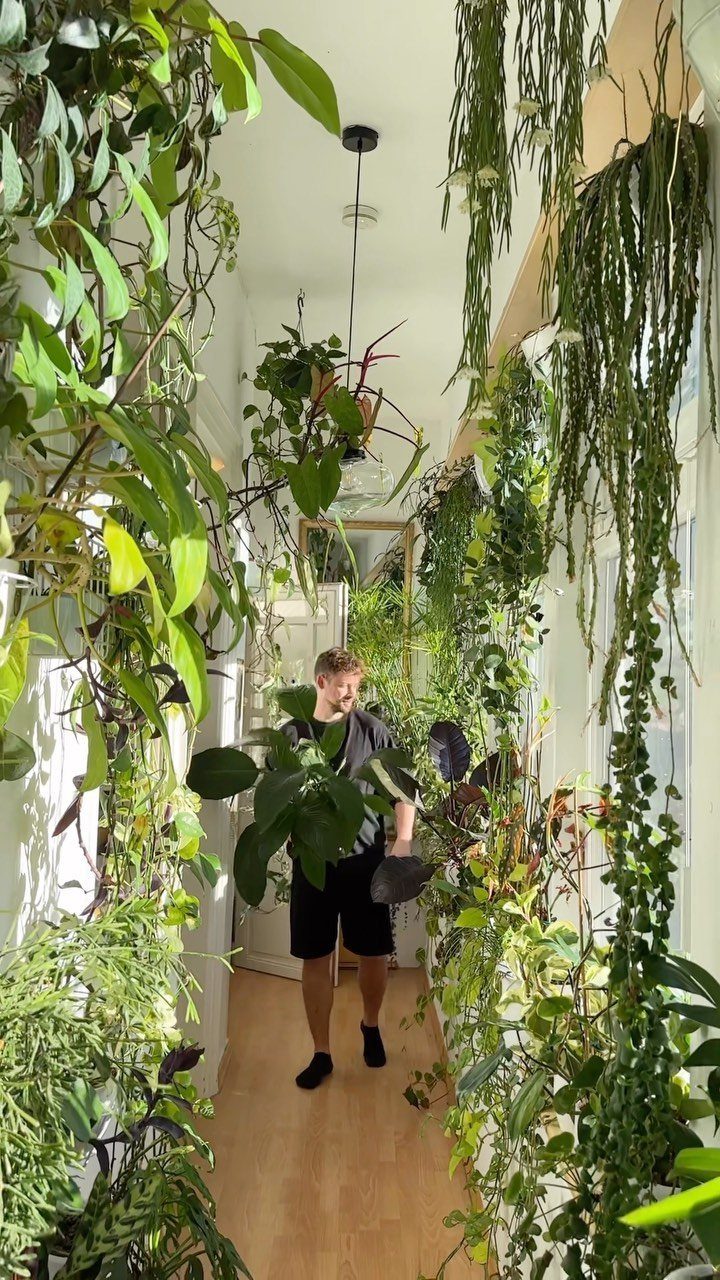 A man standing in a bright hallway overflowing with lush hanging and wall-mounted green house plants.