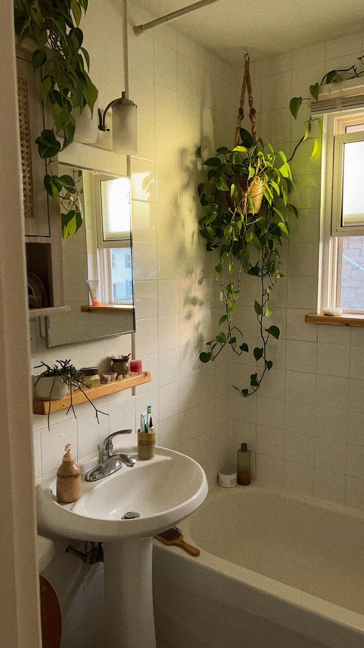 Green trailing plants hanging in a bathroom near a white pedestal sink and bathtub.