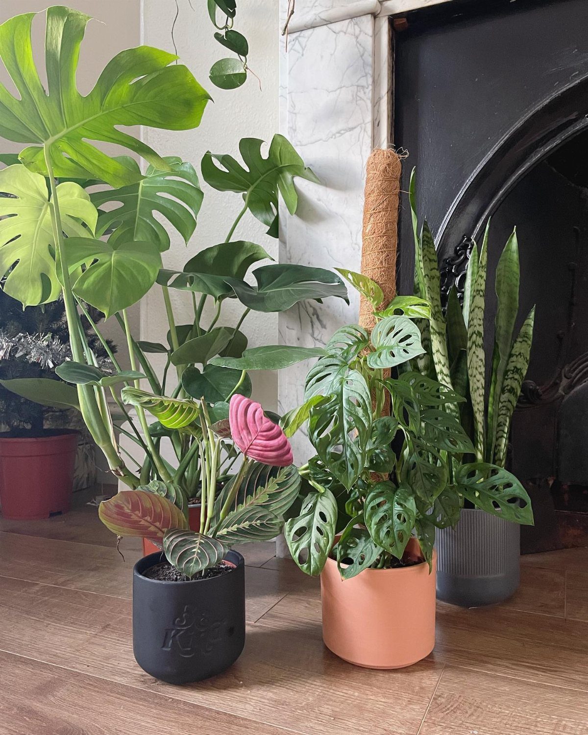 Various green houseplants in colorful pots arranged on a wooden floor near a fireplace.