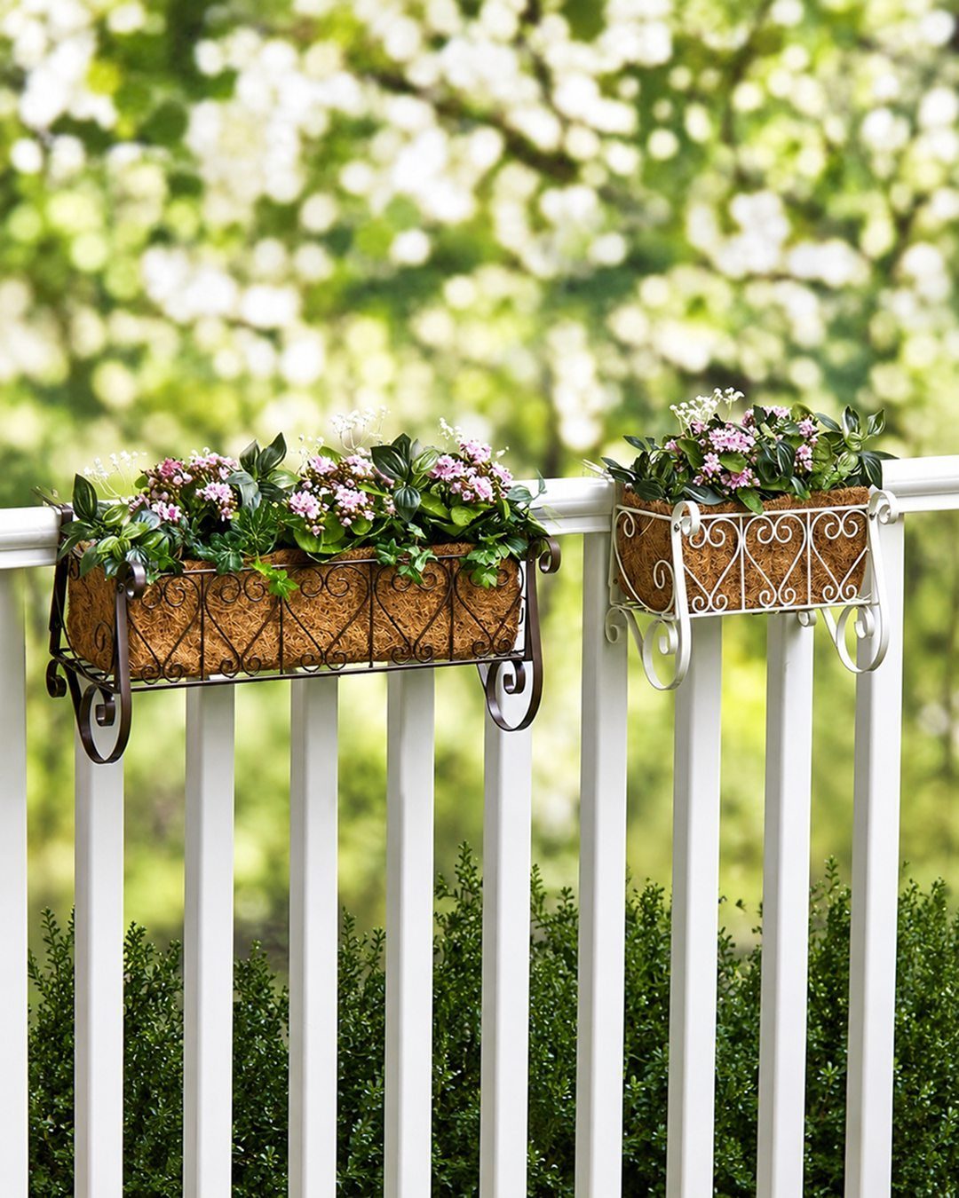 Metal railing planters with pink flowers attached to a white picket fence.