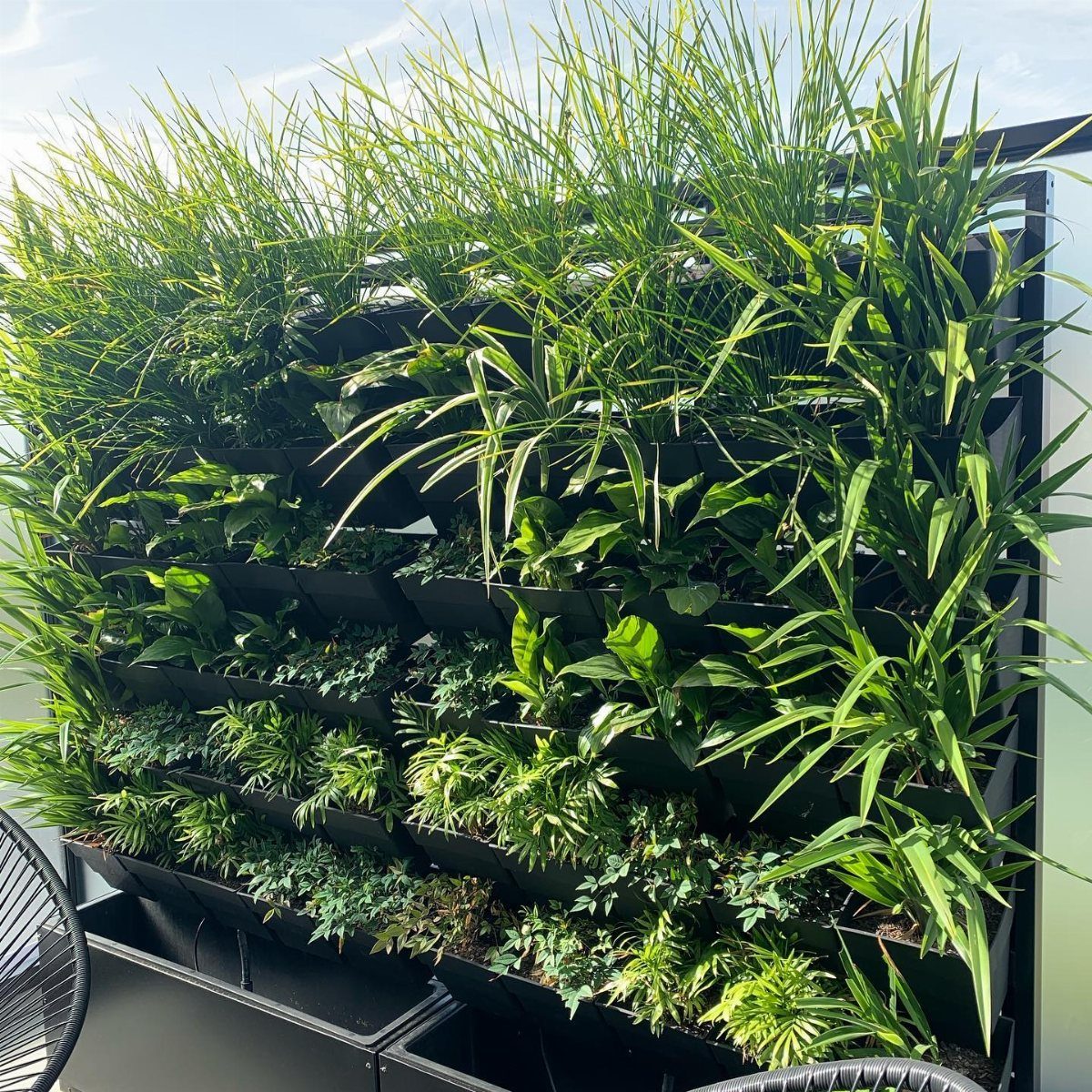 Lush green plants growing in black rectangular planters arranged as a vertical garden wall.