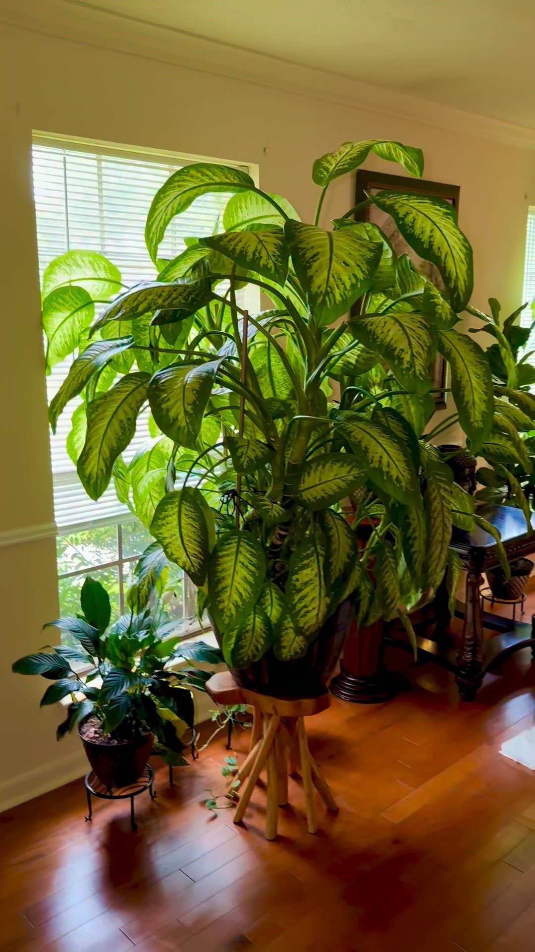 Large green leafy plants in pots placed near a window on a wooden floor.
