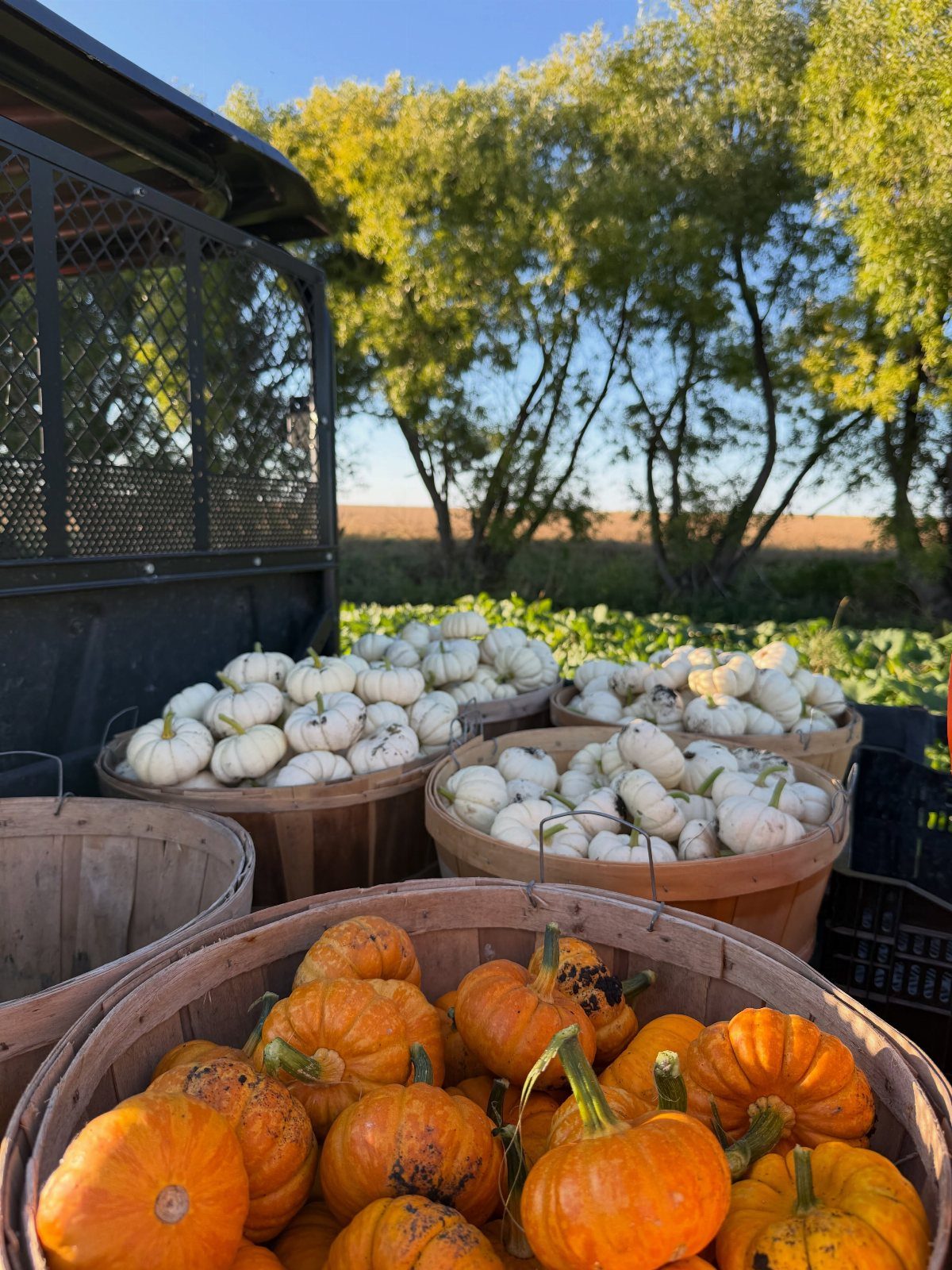 Wooden baskets overflowing with small white and orange pumpkins in an outdoor field setting.