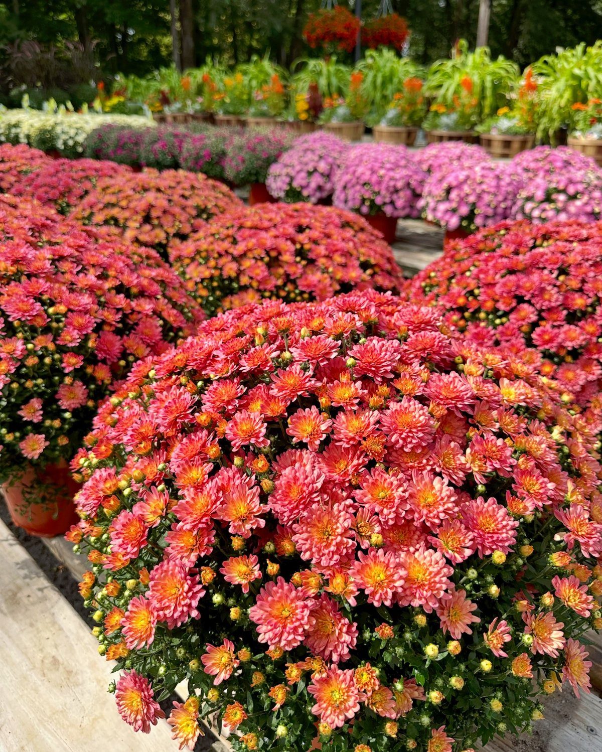 Vibrant pink and orange chrysanthemum flowers blooming in large, rounded clusters in outdoor planters.