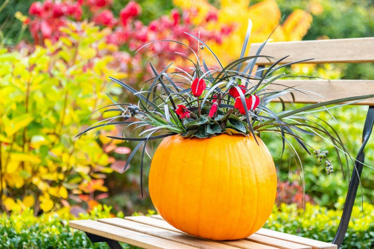 An orange pumpkin planter filled with dark green grass and red flowers on a wooden bench.