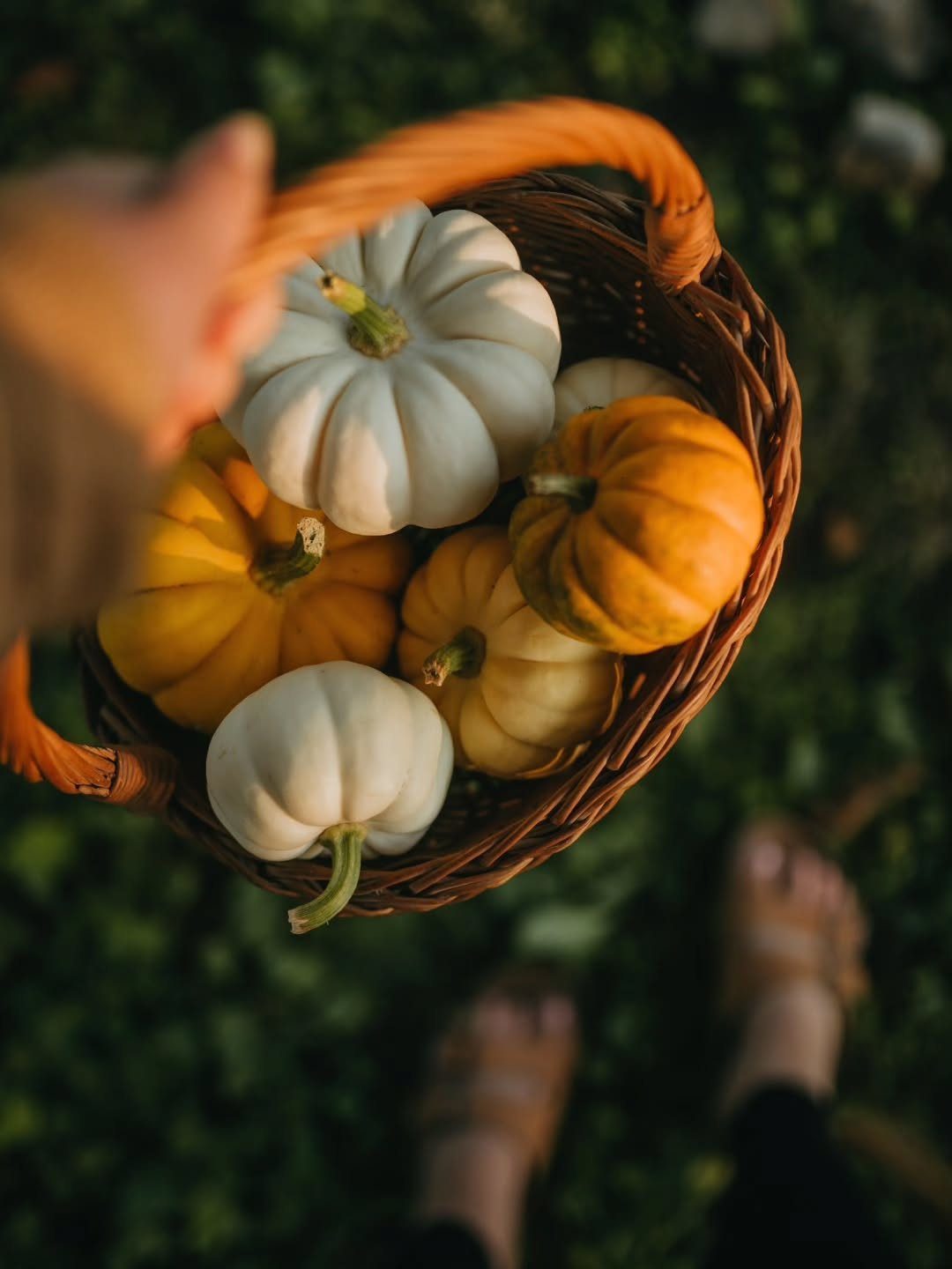 A wicker basket filled with small white and orange pumpkins held by a person.