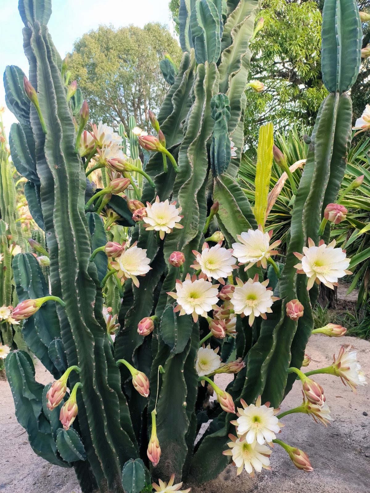 Large green columnar cactus with many blooming white flowers growing in sandy soil.